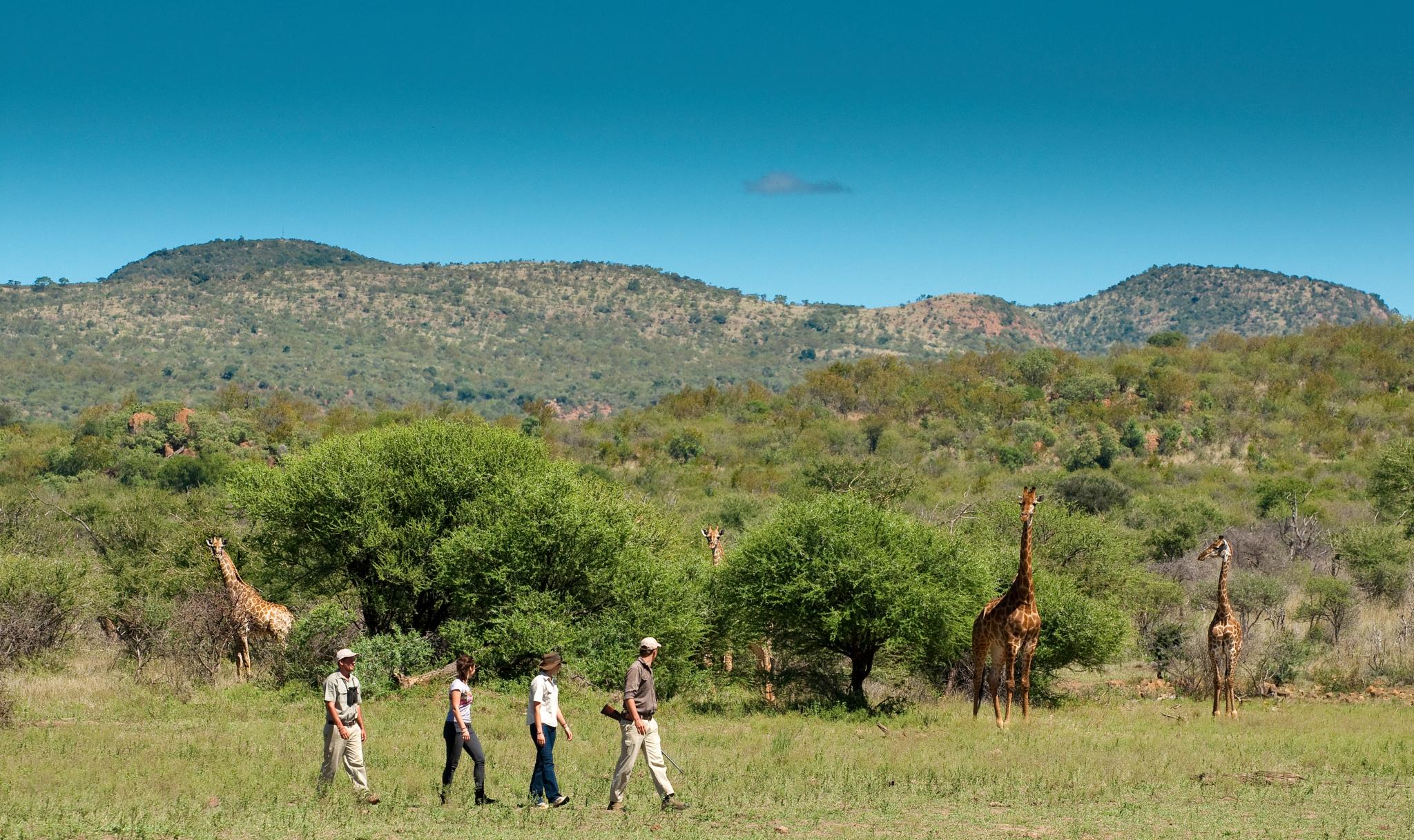 Madikwe Safari Lodge Madikwe Game Reserve Luaran gambar